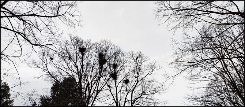 ptice park 2