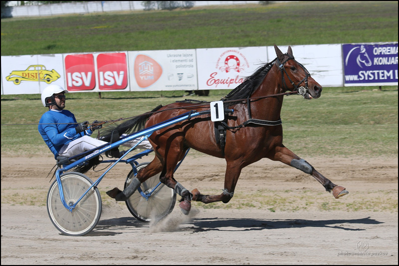 Konjički sport: Vetroviti dan u Subotici 1 Derbista Astral Love i J. Vujovic 176