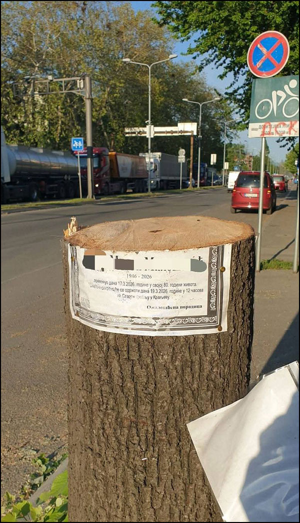 Nemar JKP ,,Čistoća" zgrozio Kraljevačane 1 KV drvece 1