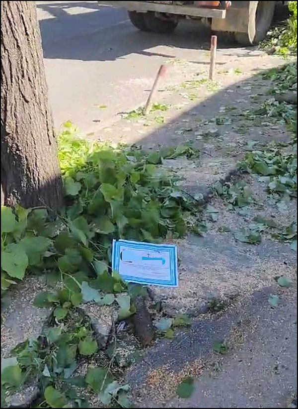 Nemar JKP ,,Čistoća" zgrozio Kraljevačane 2 KV drvece 2