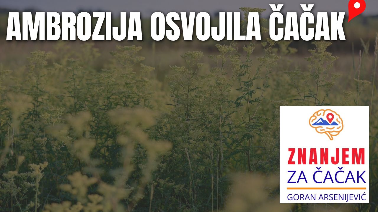 ambrozija 2