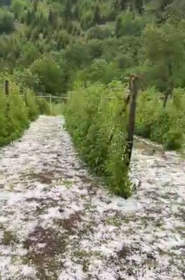 maline