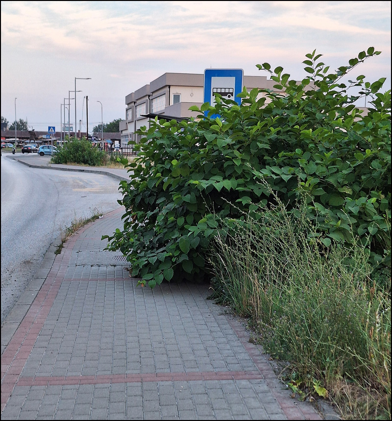 DZ u Ljubicu 1