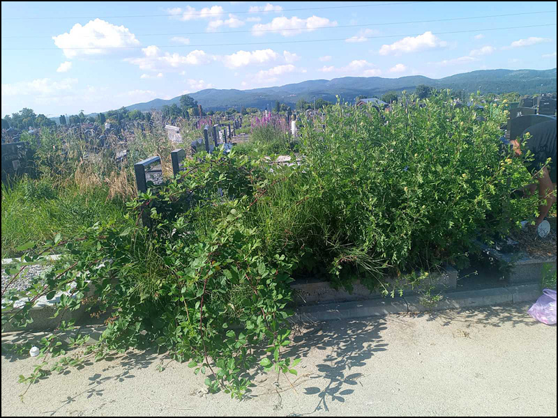 Kraljevo: Neodržavanje grobnih mesta 2 KV groblje 2